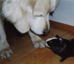 hund1.jpg