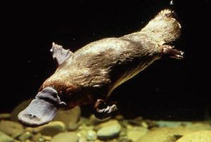 300px-Ornithorhynchidae-00.jpg